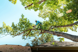24/7 Emergency Tree Services in Dandenong Ranges for Urgent Tree Hazards